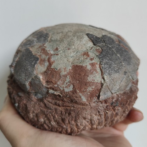 Dinosaur egg fossil specimen - dinosaur,