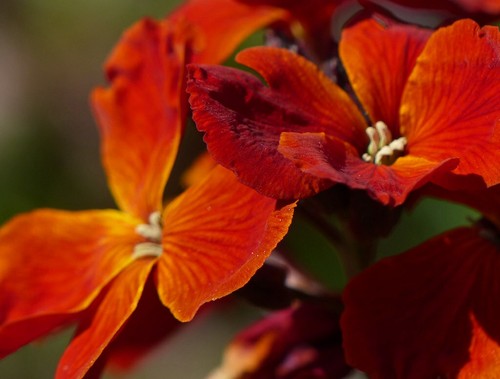 100 erysimum cheiri fire king - cheiri,