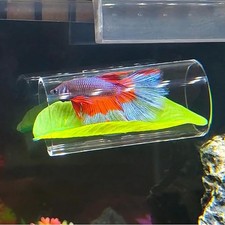 Betta Bed Resting Tube Siamese fighting fish Acrylic Tunnel Swim Tube