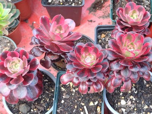 One single head aeonium meduse - one,