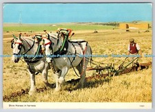 D328522 Shire Horses in