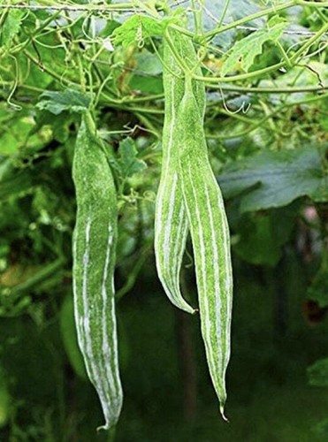 Snake gourd chichinga padval - gourd,