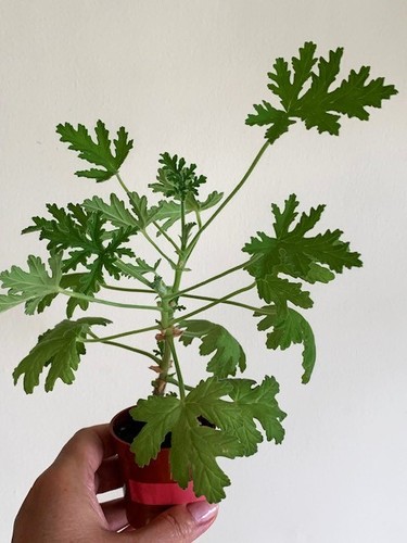 Pelargonium westerlund rose - pelargonium,