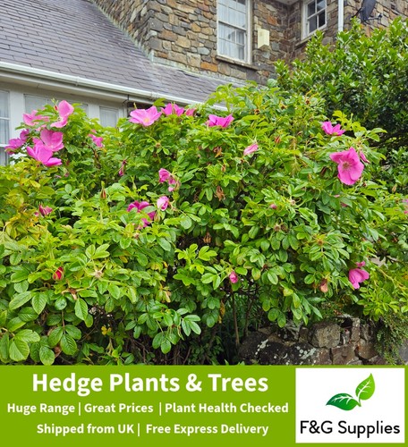 Rosa rugosa hedging rose - rugosa,