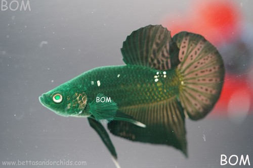 Rare hulk series green - i,