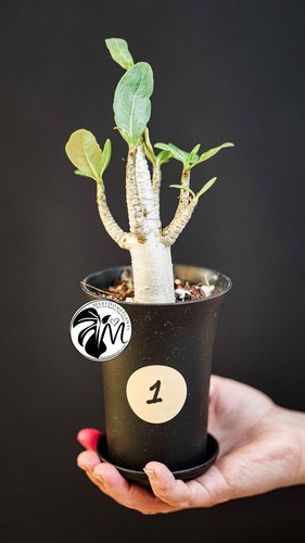 Adenium obe baobab - adenium,