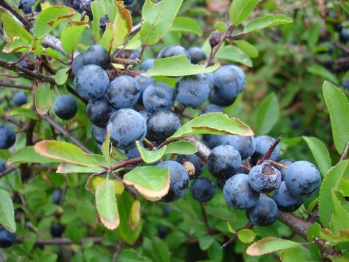 Sloe blackthorn prunus - -,