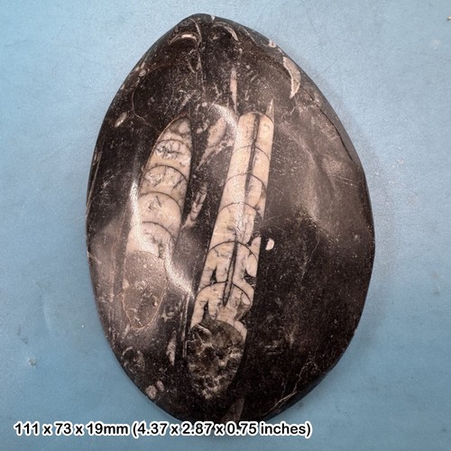 Orthoceras fossil genuine - orthoceras, –