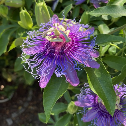 Passiflora incarnata vine - 3,