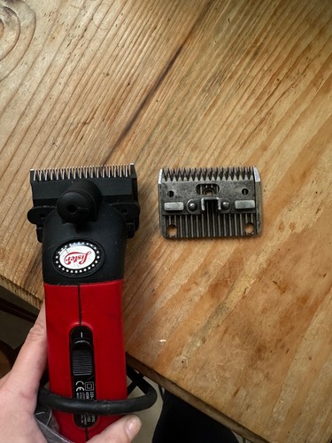 Lister star horse - horse, clippers-
