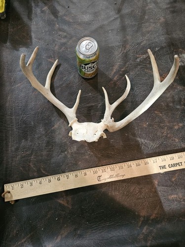 Wild freak point whitetail - 8,
