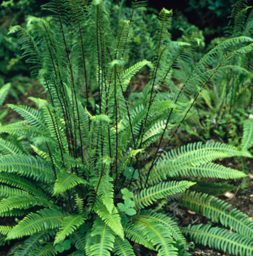 Blechnum spicant hardy - spicant, fern