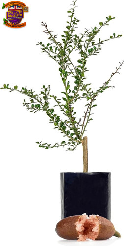 Citrus australasica tree - citrus,