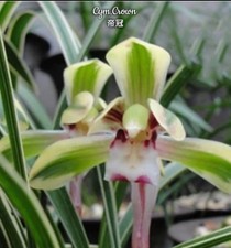 Cymbidium Crown Variegated