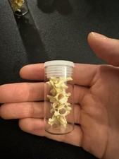 American Mink Vertebrae in a