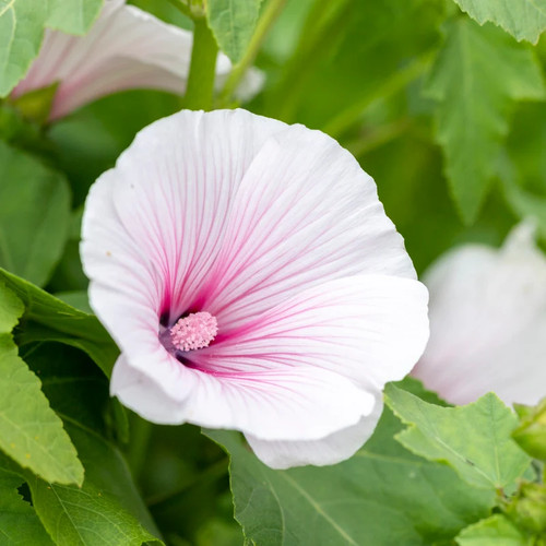 Lavatera pink regis seeds - regis',