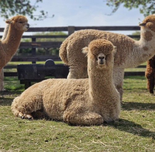 Ophira fawn huacaya alpaca - fawn,