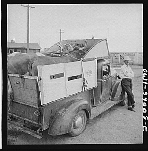 Photo livestock truck 1930s - truck,