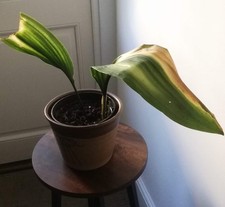 MATURE VINTAGE VICTORIAN