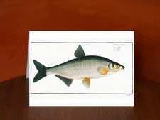 Vimba (Cyprinus Vimba) by