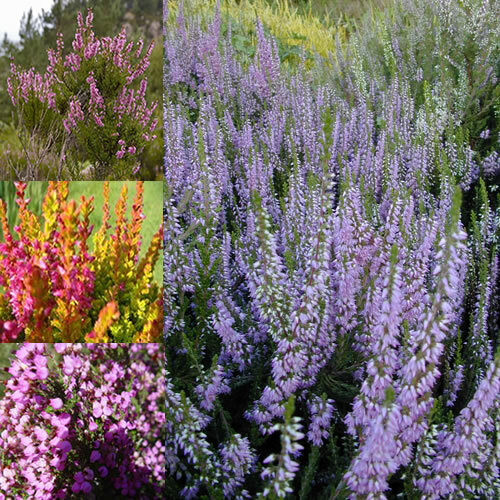 Mixed heathers calluna - 3,