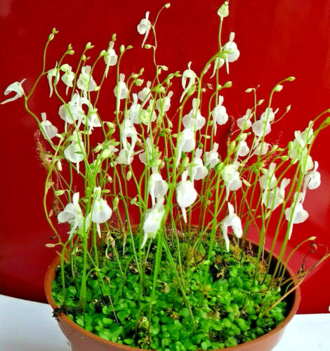 Utricularia sandersonii - utricularia,