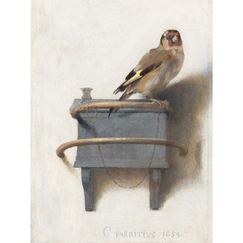 Fabritius the goldfinch bird - goldfinch,