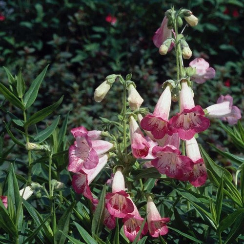 Beardtongues penstemon - -,