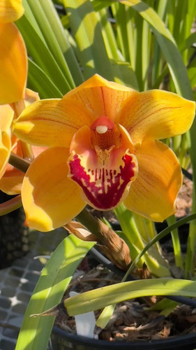 Cymbidium barrita wry orange - barrita, 'orange