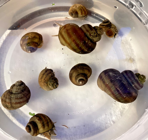 Mystery snails asian ringed - snails,