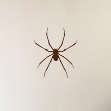 3x Brown Recluse Spider