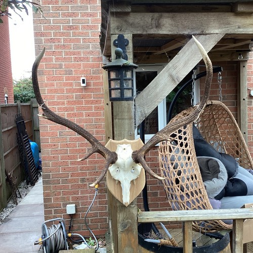 Collect only stag antlers - collect,
