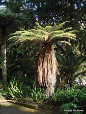 Dicksonia Antartica! Very