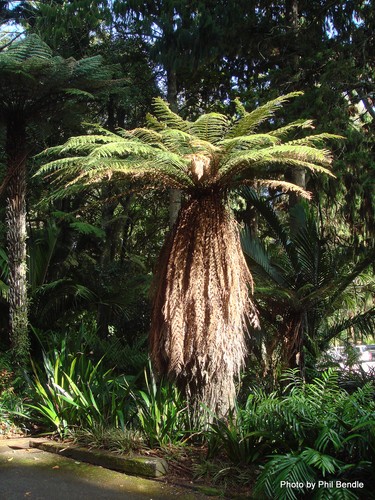 Dicksonia antartica very - dicksonia, antartica!