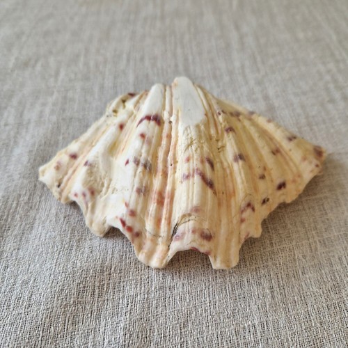 Large bear paw clam - clam, shell