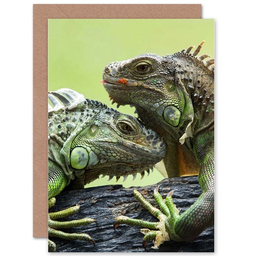 Iguana lizard reptile animal - iguana,