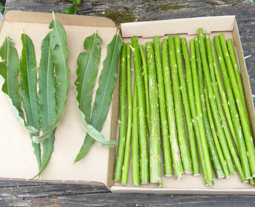 20cm fresh green hybrid - x,