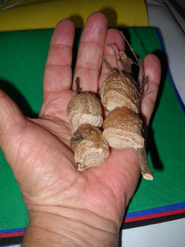 Praying mantis egg - praying,