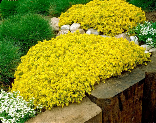 Yellow stonecrop 300 seeds - yellow,