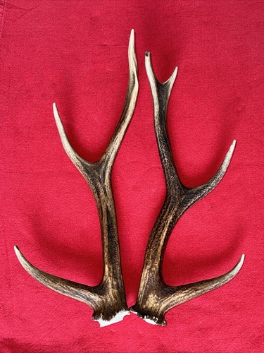 Pair sika deer antlers - pair,