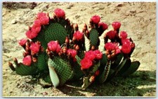 Postcard - Beaver Tail Prickly