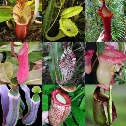 Nepenthes veitchii striped - veitchii, (striped