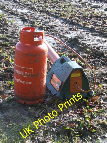 Photo 6x4 scatter bird - photo, mark