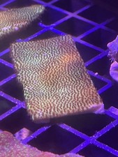 Big Montipora Frag Coral WYSIWYG Segund Pictures It’s Mother Colony Marine