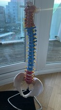 Anatomical Spine Model Human