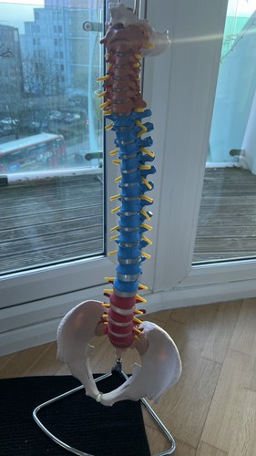 Anatomical spine model - spine, human