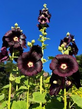 100+ Hollyhock Jet Black seeds