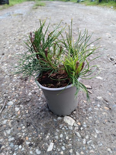 Pinus mugo pumilo - pinus,