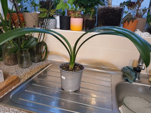 Clivia miniata orchid - , plant