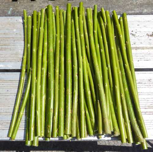 30cm hybrid willow - x,